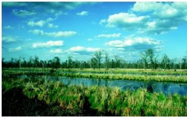 National Environmental Policy Act (NEPA)