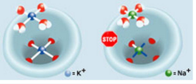Estructura de canales de la membrana a Peter Agre y Rodric MacKinnon