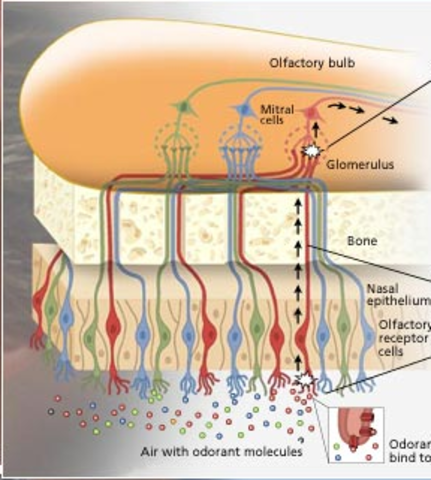 Receptores olfatorios a Richard Axel y Linda Buck