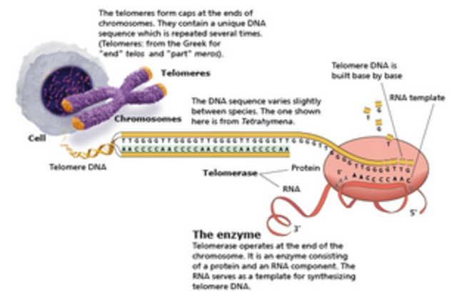 Premio Nobel de Medicina y Fisiología