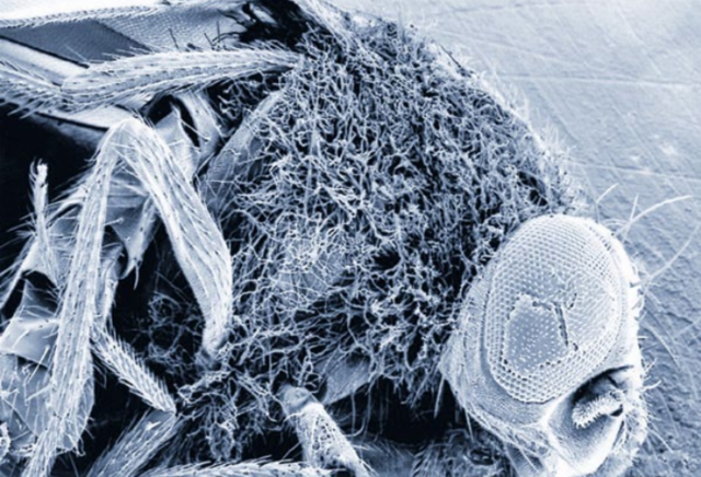 Premio Nobel de Medicina y Fisiología