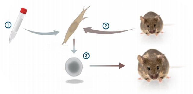 Premio Nobel de Medicina y Fisiología 2012