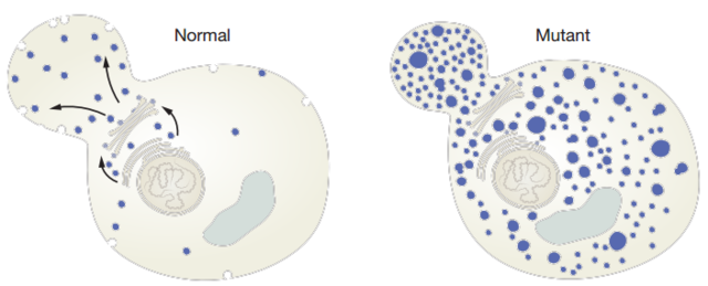 Premio Nobel de Medicina y Fisiología