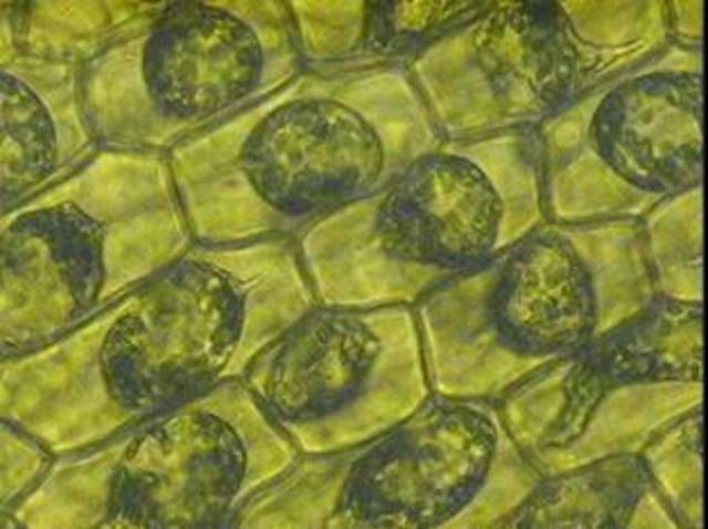 1838 - Matthias Schleiden