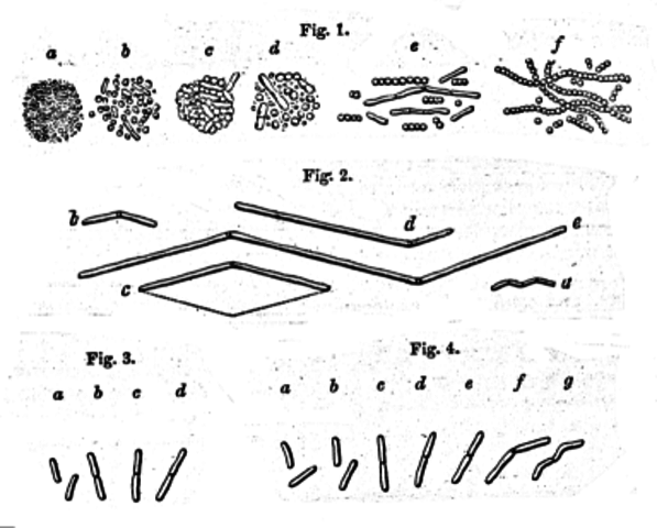 Louis Pasteur - Germ Theory