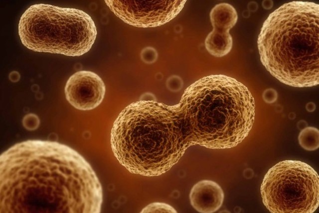 1965 - Leonard Hayflick