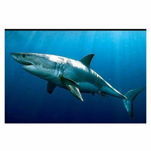 i swam with these dangerous animals