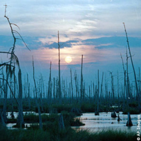 The Ramsar Convention