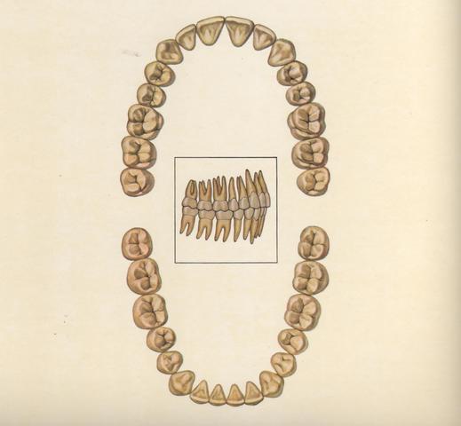 DENTICIÓN PERMANTE COMPLETA