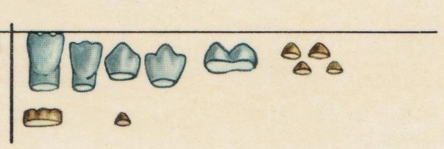 APARECEN LOS PRIMEROS DIENTES