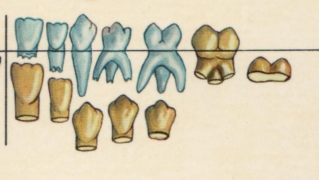ERUPCIÓN  DEL 1° MOLAR PERMANENTE