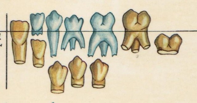 ENTRE LOS 6 AÑOS Y LOS 8 AÑOS