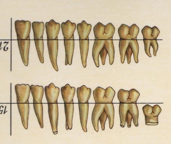 CONFORMACIÓN DE LA DENTICIÓN PERMANENTE