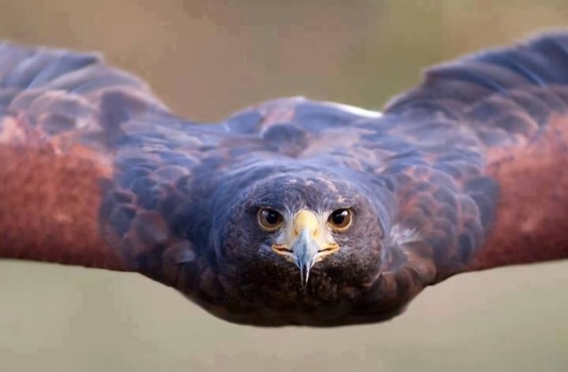 DECIDIR QUE ESTUDIAR