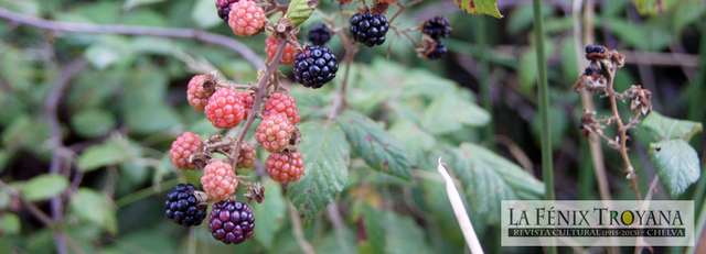 Concurso de fotografía