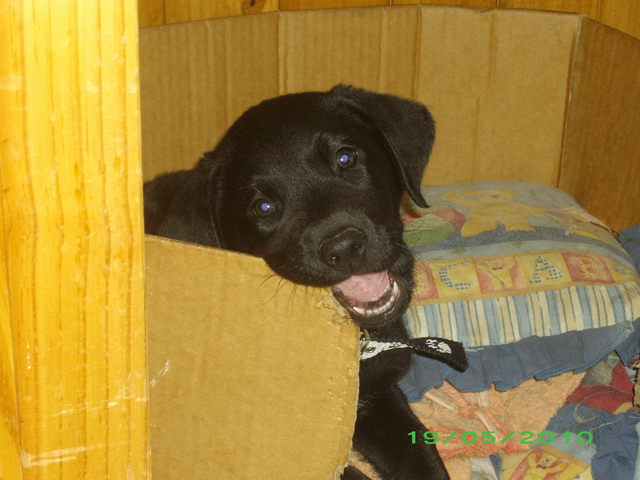 My grandmother bought me a dog