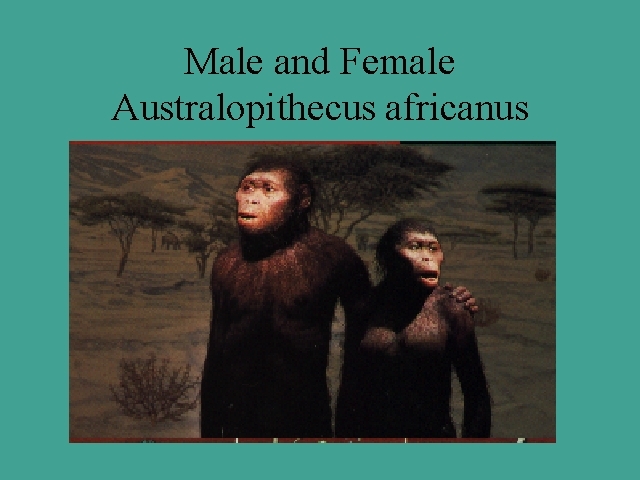 Australopithecus africanus. Este homínino vivió entre hace ~3.03 y 2.04 millones de años A.C