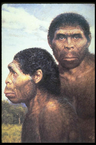 Homo ergaster entre 1,9 y 1,4 millones de años, en el Calabriense (Pleistoceno medio).