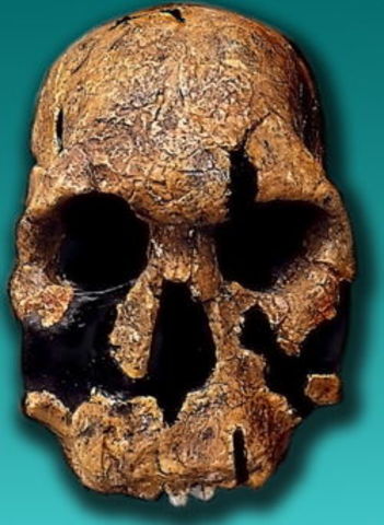 Homo Rudolfensis (1.7 -  1.9 millones de años atras)