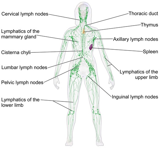 Anatomy and Physiology Curriculum Work