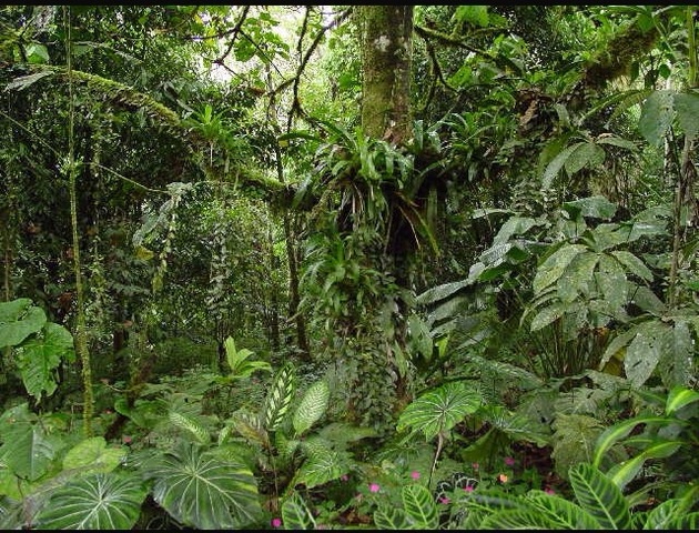 La fiesta del árbol