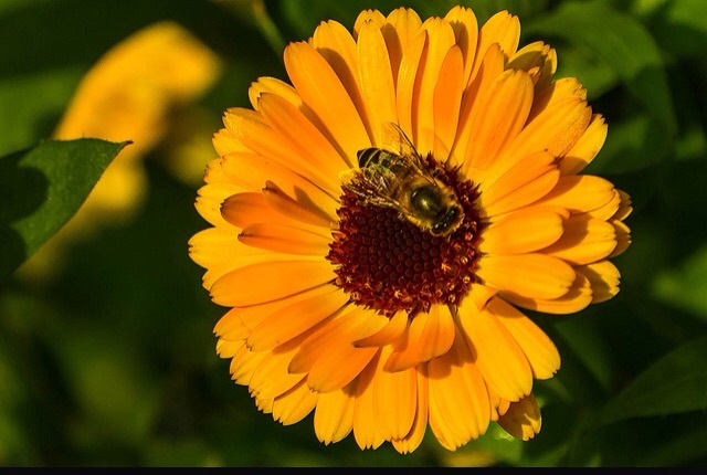 Las abejas de bronce