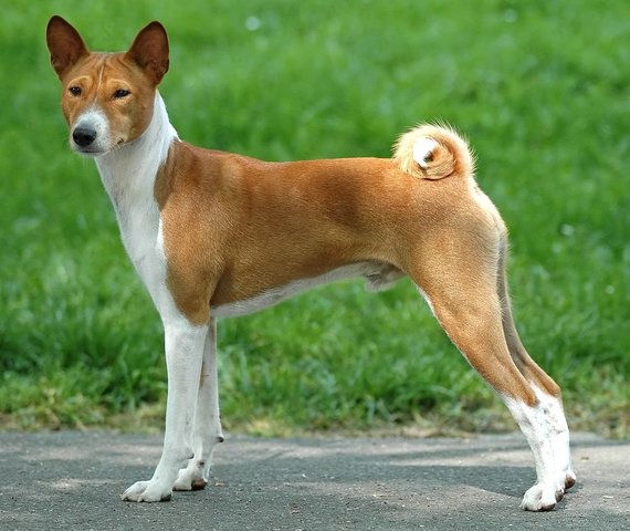 Basenji