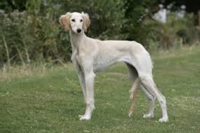 El Saluki