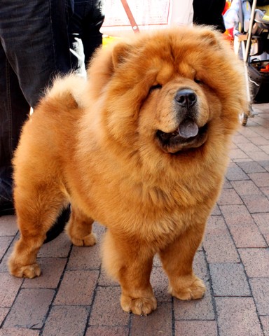 El Chow Chow