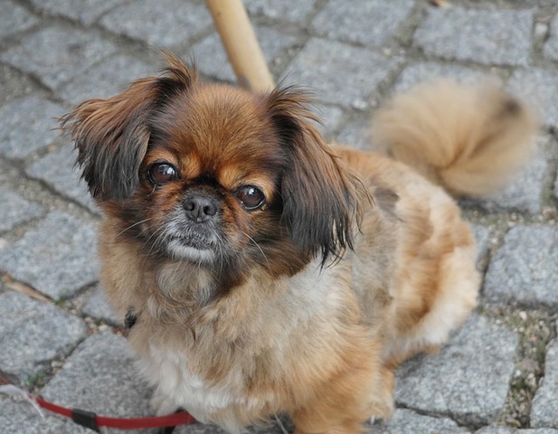 El Pekinés