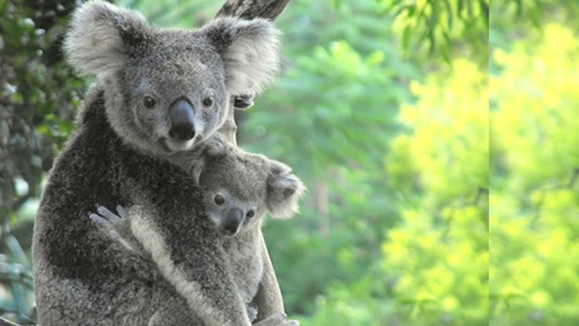Una vacuna para salvar a los koalas