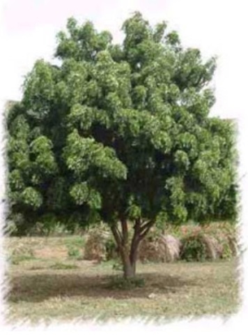 La fiesta del árbol