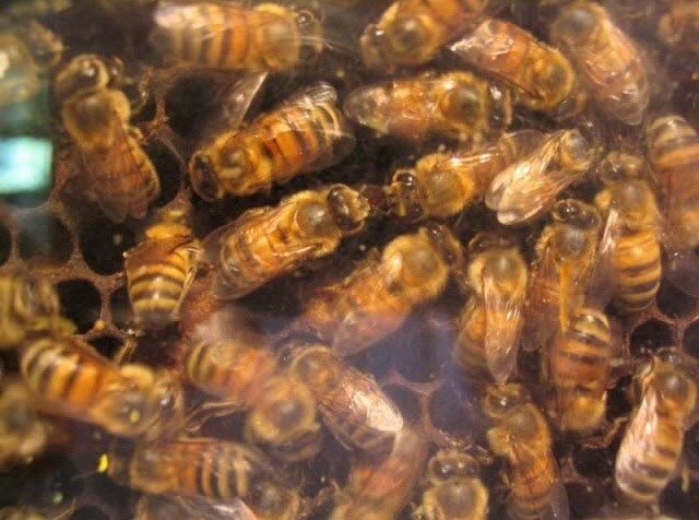 Las abejas de bronce