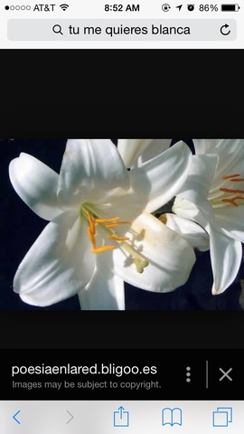 Tu me quieres blanca
