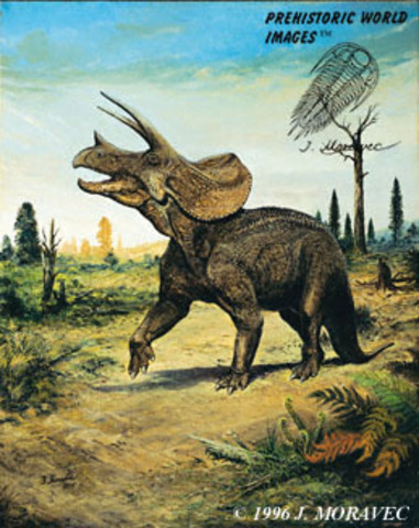 TRICERATOPS prorsus