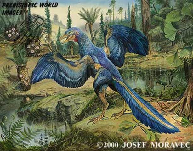 ARCHAEOPTERYX lithographica