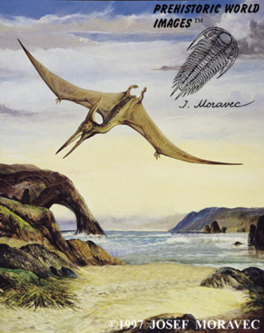 PTERANODON