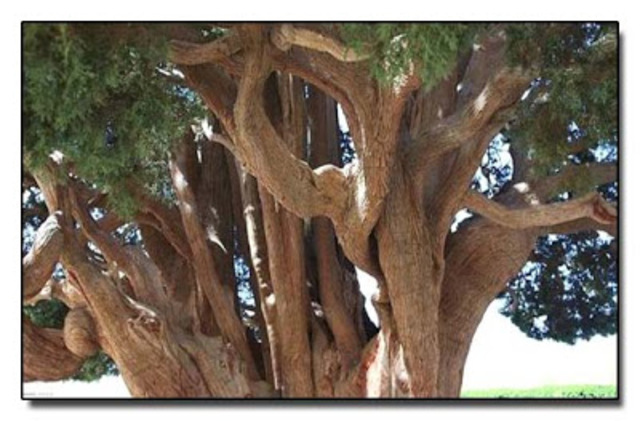 Árbol Sarv-e-Abarkooh