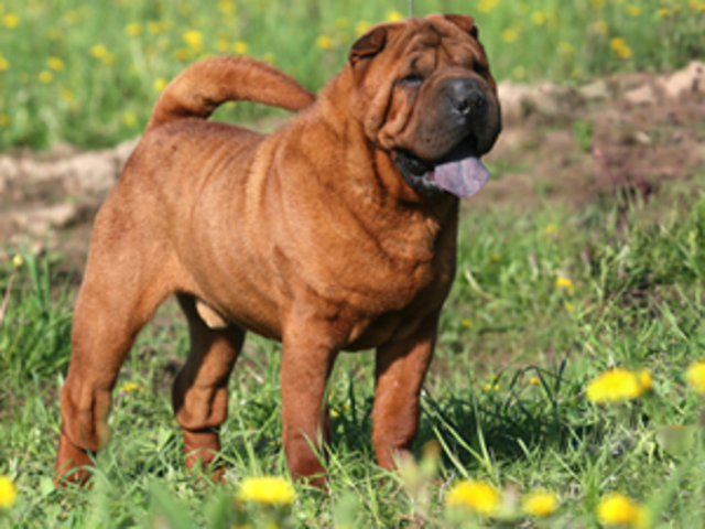 El Shar Pei