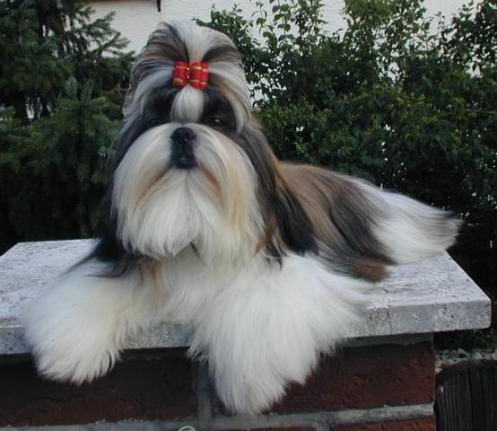 Los Shih Tzu