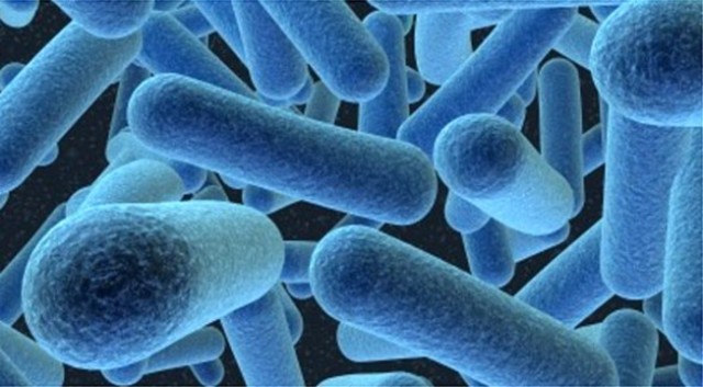 Clasificación de las bacterias