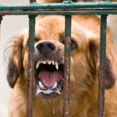 Vacuna contra la rabia