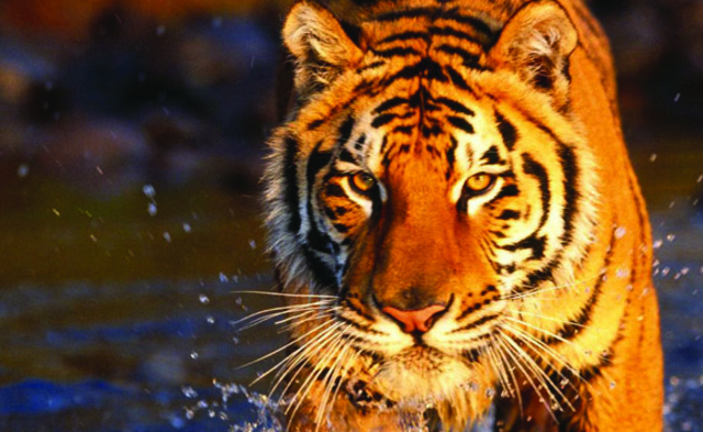 Aprendamos mas de los tigres