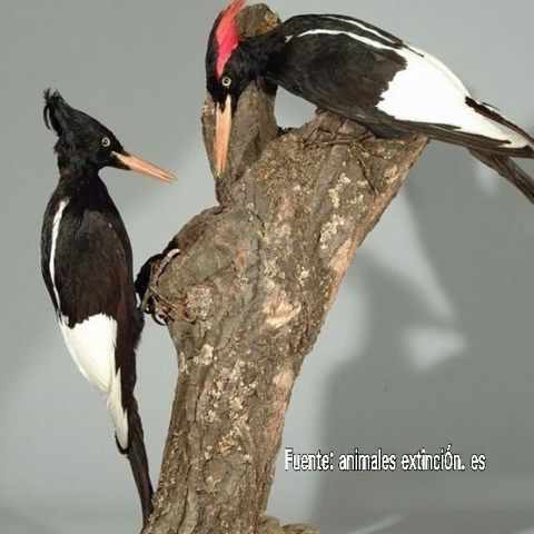 Pájaro Carpintero Imperial