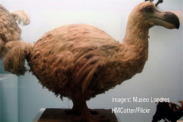 El pájaro Dodo