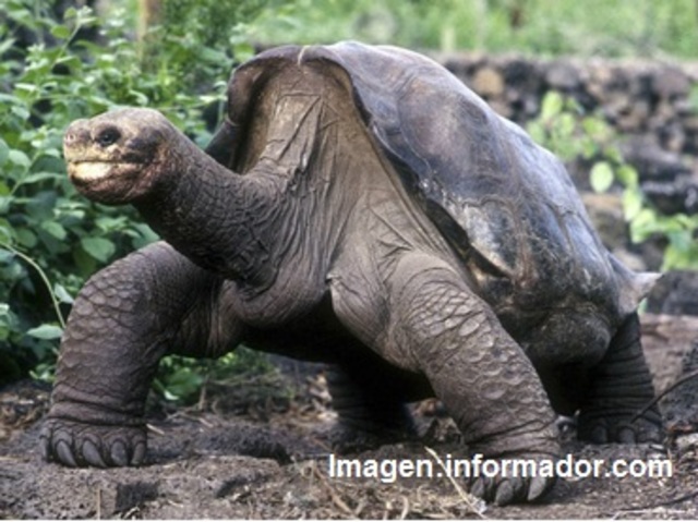 Tortuga Gigante Galápagos