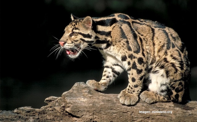 Leopardo nublado de Formosa
