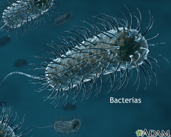 BACTERIAS ANAEROBIAS