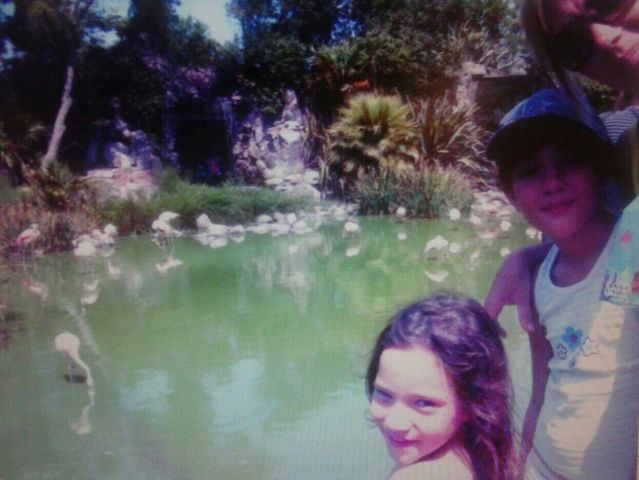 We are watched the animals in the water