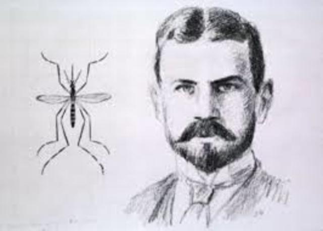 mosquitos llevó el agente de la fiebre amarilla,Walter Reed